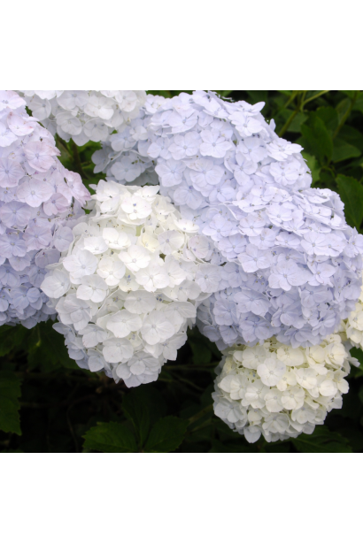 Гортензія макрофіла Мадам Е. Мульє